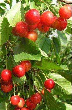 Черешня Фатеж