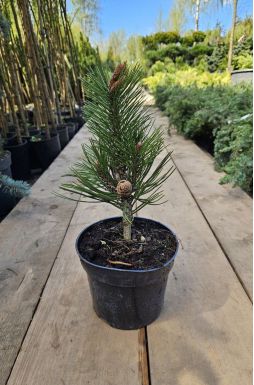 Сосна Гельдрейха Линденхоф (Lindenhof)