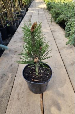 Сосна Гельдрейха Линденхоф (Lindenhof)