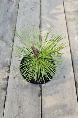 Сосна Гельдрейха Минт Траффл (Mint Truffle)