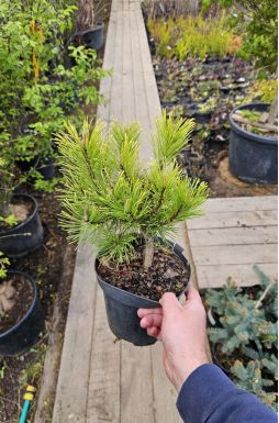 Сосна горная Винтер Голд (Winter gold)