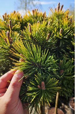 Сосна горная Винтер Голд на штамбе (Winter gold Pа)