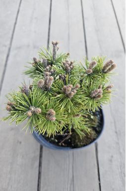 Сосна горная Грюне Кугель (Grune Kugel)