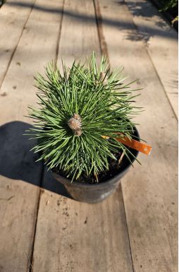 Сосна черная Нана (Nana)