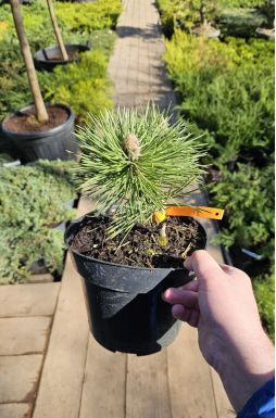 Сосна черная Нана (Nana)