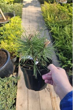 Сосна черная Оттос Компакт (Ottos Compact)