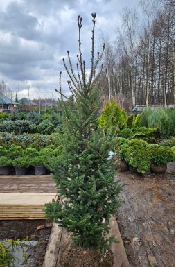 Пихта Фразера (Fraseri)