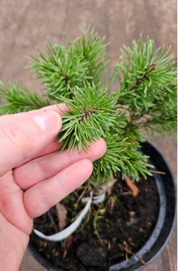 Сосна горная Литомисл (Litomysl)