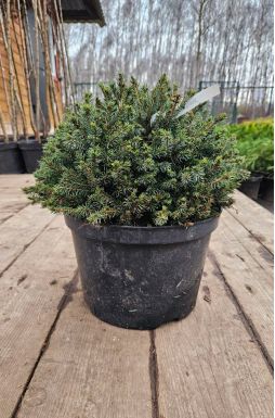 Ель канадская Эхиниформис (Echiniformis)