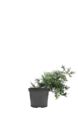 Можжевельник виргинский Грей Оул (Grey owl)