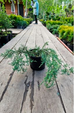 Можжевельник виргинский Грей Оул (Grey owl)
