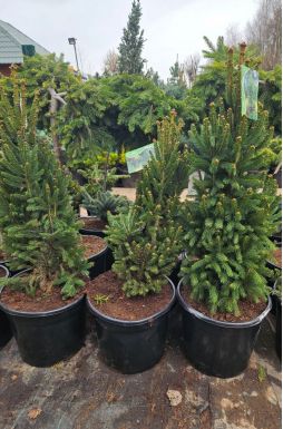 Ель обыкновенная Купрессина (Cupressina)