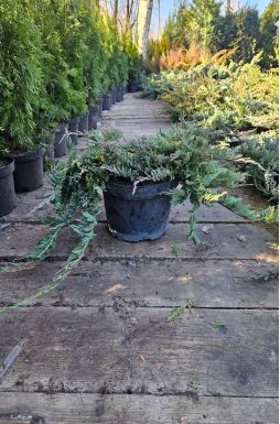 Можжевельник горизонтальный Блю Чип (Blue chip)