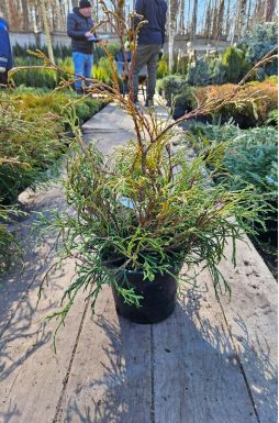 Туя западная Кагер Бьюти (Kager Beauty)