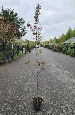 Яблоня Ола (Ola)