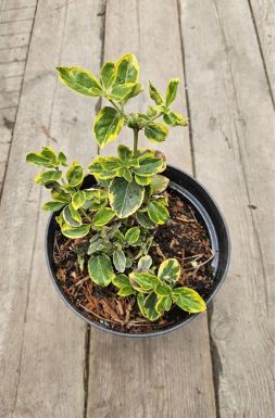 Бересклет форчуна Хания (Hania)