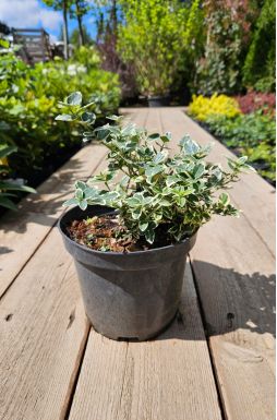 Бересклет форчуна Сильвер Квин (Silver Queen)