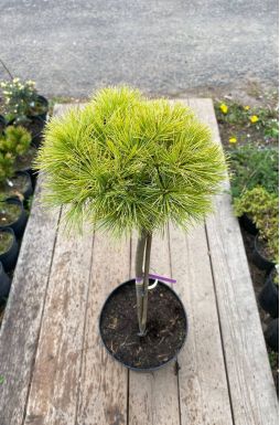 Сосна веймутова Грег на штамбе (Greg Ра)