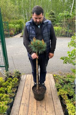 Сосна обыкновенная Чантри Блю на штамбе (Chantry Blue Pa)