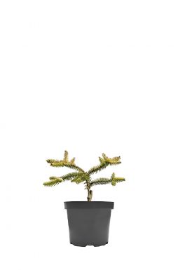 Пихта испанская Аурея (Aurea)