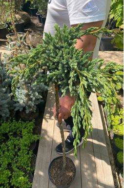 Можжевельник чешуйчатый Блю Спайдер на штамбе (Blue spider Pa)