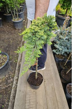 Можжевельник горизонтальный Голден Карпет на штамбе (Golden carpet Pa)