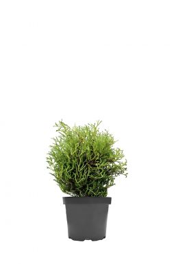 Туя западная Мистер Боулинг Болл (Mr bowling ball)