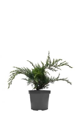 Можжевельник казацкий Кнап Хилл (Knap Hill)