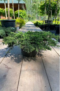 Можжевельник обыкновенный Гринмантл (Greenmantle)