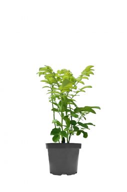 Роза морщинистая Рубра (Rubra)