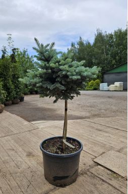 Ель колючая Глаука Глобоза на штамбе (Glauca globosa Pa)