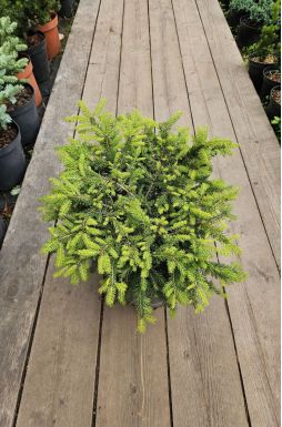 Ель обыкновенная Нидиформис (Nidiformis)