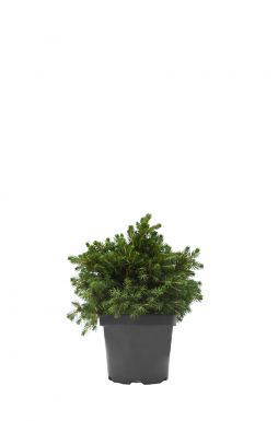 Ель обыкновенная Томпа (Tompa)