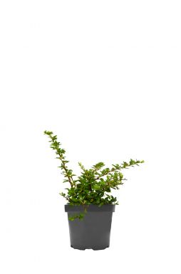 Барбарис тунберга Грин Карпет (Green Carpet)