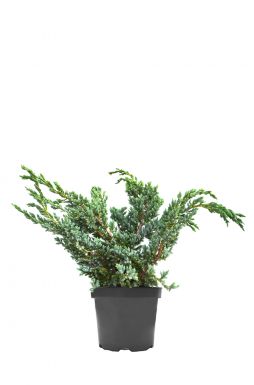 Можжевельник чешуйчатый Мейери (Meyeri)