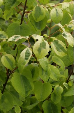 Багрянник японский Хамелеон (Chameleon)