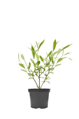 Ива ломкая Булата (Bullata)