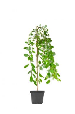 Ива пурпурная Пендула на штамбе (Pendula Pa)