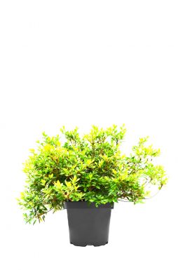 Азалия японская