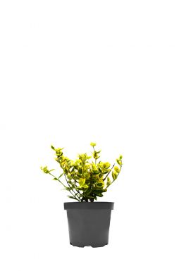 Бересклет форчуна Санспот (Sunspot)