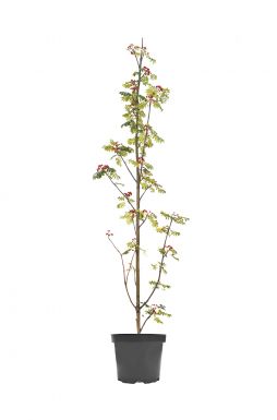 Рябина обыкновенная Фастигиата (Fastigiata)