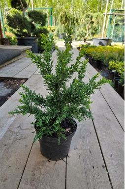 Кипарисовик тупой Драт (Drath)