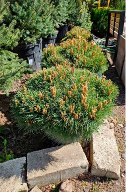 Сосна черная Бамбино (Bambino)