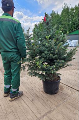 Ель колючая Фат Альберт (Fat albert)