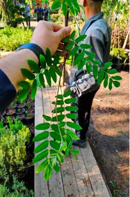 Рябина обыкновенная Пендула (Pendula)