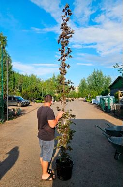 Клен остролистный Кримсон Сентри (Crimson Sentry)