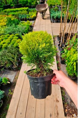 Туя западная Мириам (Mirjam PBR)