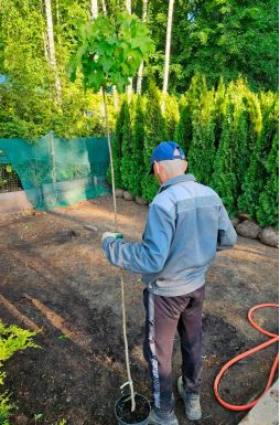 Клен остролистный Голден Глоб (Golden Globe)