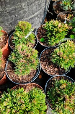 Сосна Гельдрейха Шмидта (Schmidtii)