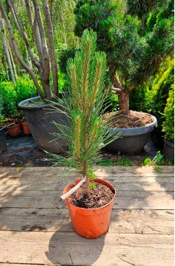 Сосна черная Грин Рокет (Green Rocket)